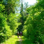 Discesa nel bosco verso il Torrente Pesio